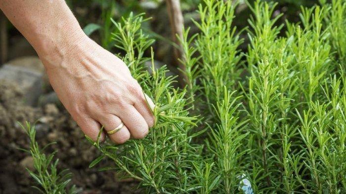 Tanaman rosemary (Tribunnews.com) 