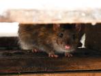 Tikus Sering Berkeliaran di Rumah Saat Musim Hujan, Lakukan Cara Ampuh Ini untuk Mencegahnya