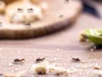 5 Cara Usir Semut dengan Mudah di Meja Makan Tanpa Bahan Kimia