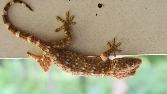 6 Bahan Alami yang Bisa Mengusir Tokek dari Rumah, Bye-bye Suara Berisik!