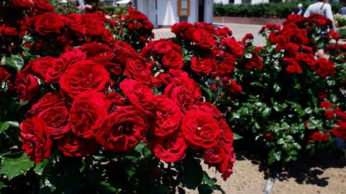 Ilustrasi Desain Taman Depan Rumah dengan Bunga Mawar. (kompas.com)