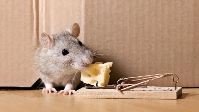 Pasang perangkap tikus di lokasi tikus sering lewat.