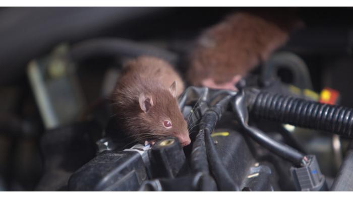 Usahakan jangan sampai tikus masuk ke kap mobil.