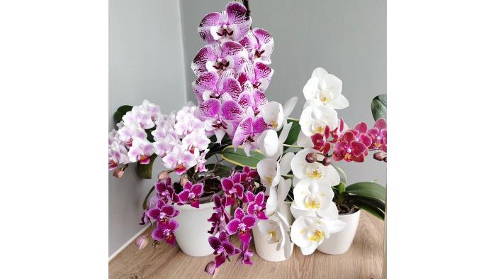 | Anggrek Dendrobium