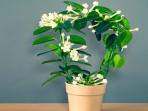 3 Tanaman Hias yang Membuat Ruangan Jadi Wangi Sepanjang Hari