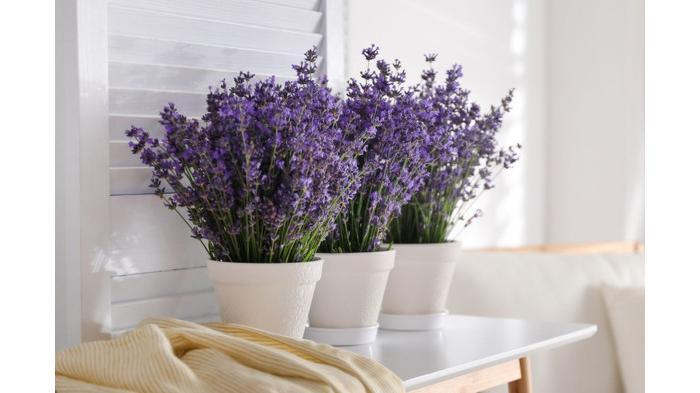 Ilustrasi tanaman hias lavender | Shutterstock