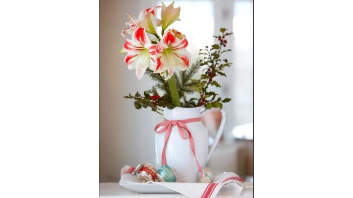 Amaryllis dua warna