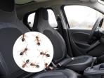 Cara Mengusir Semut di Mobil, Tips Ampuh untuk Menjaga Kenyamanan