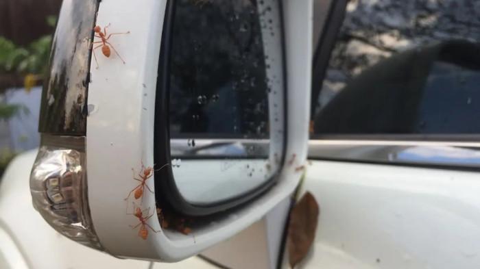 Tindakan cepat mengetahui letak semut ada dimana. (momobil.id)