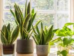 4 Rekomendasi Tanaman Hias yang Cocok Buat Dekorasi Ruangan saat Imlek