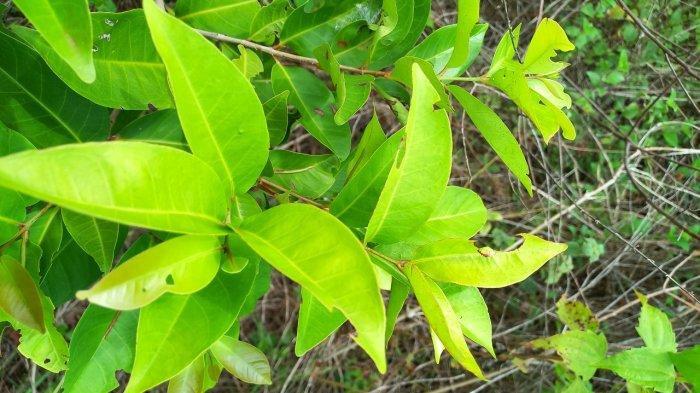 Daun salam (TribunJateng.com)