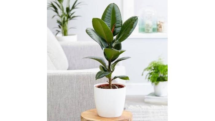 Ilustrasi  Inntinn.in saat diletakkan di ruangan | Inntinn.in