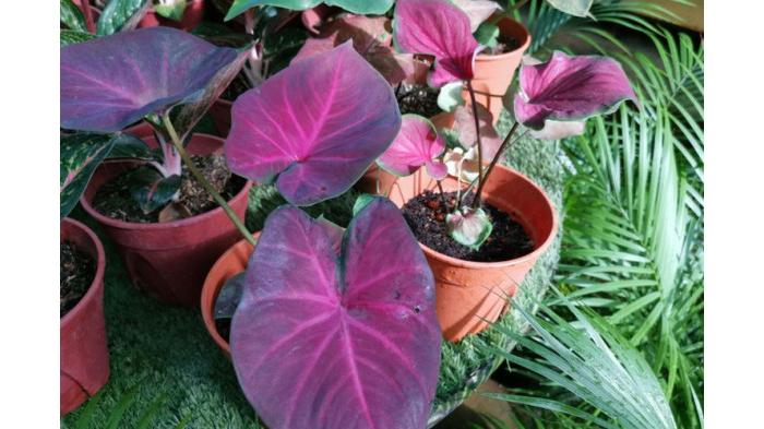 Ilustrasi Tanaman Hias Caladium Merupakan Jenis Tanaman Hias yang Beracun. (Shutterstock)