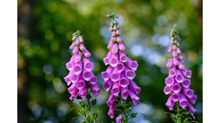 Ilustrasi Tanaman Hias Foxglove (Digitalis Purpurea) Merupakan Jenis Tanaman Hias yang Beracun. (almanac)