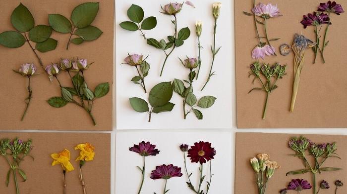 Ilustrasi bunga kering tekan | foto freepik