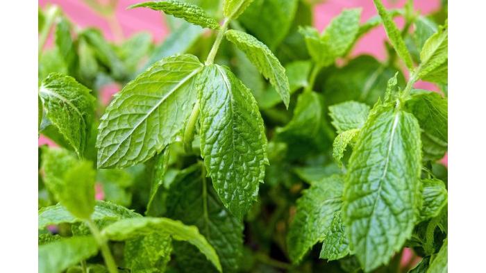 Ilustrasi daun mint yang aromanya tidak disukai dan dapat mengusir semut dari stopkontak listrik. (Pixabay)