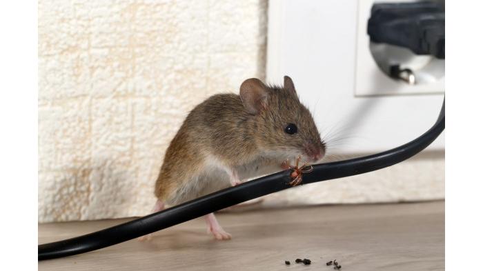 Ilustrasi hewan pengerat atau tikus menggigit kabel hingga rusak. (Shutterstock)