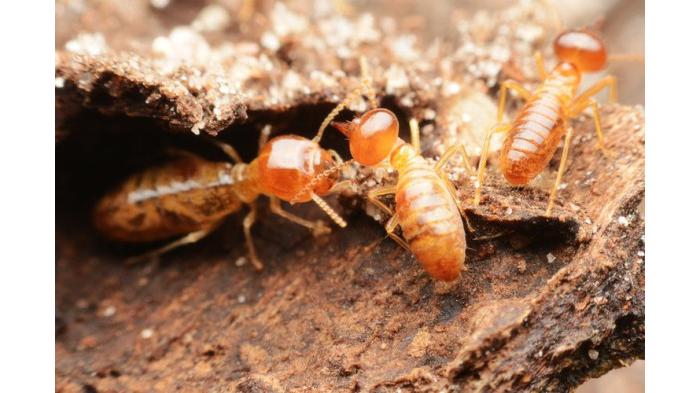 Ilustrasi rayap. (Shutterstock)
