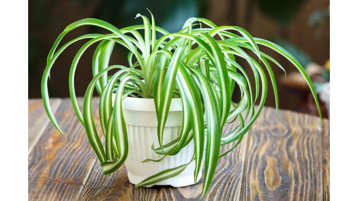 Ilustrasi spider plant | Kompas.com