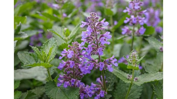 Ilustrasi tanaman hias catnip/ Tanaman Hias Pengusir Nyamuk. (Shutterstock)