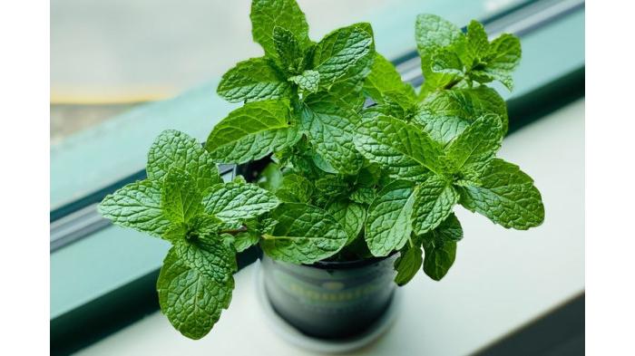Ilustrasi tanaman hias peppermint/ Tanaman Hias Pengusir Nyamuk. (Shutterstock)