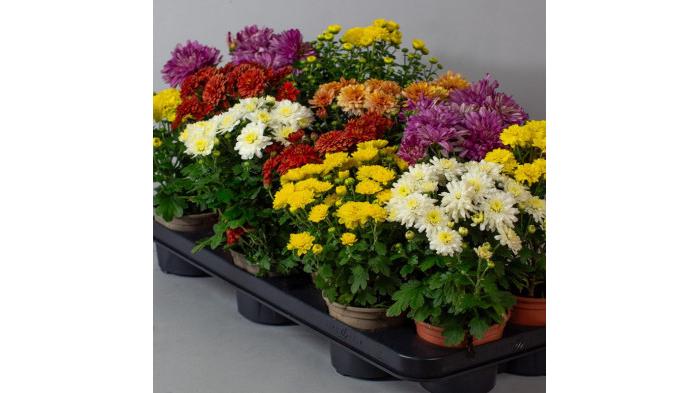 Ilustrasi tanaman krisan dengan bunga yang cantik | Tropical Plants UK