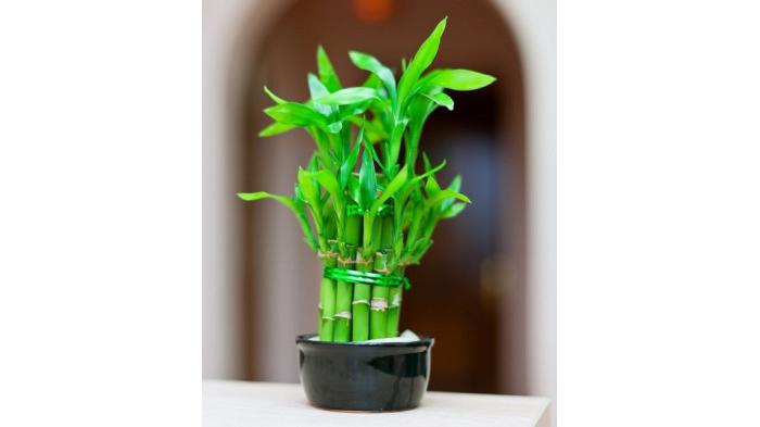 Ilustrasi tanaman lucky bamboo yang dapat bawa keberuntungan di tahun 2024 menurut feng shui | foto bearfotos/freepik