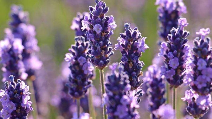 Lavender (Tribunnews.com)