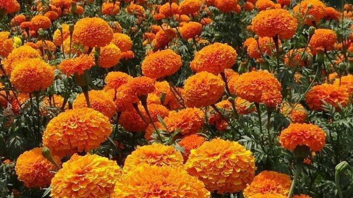 Marigold (Tribunnews.com)