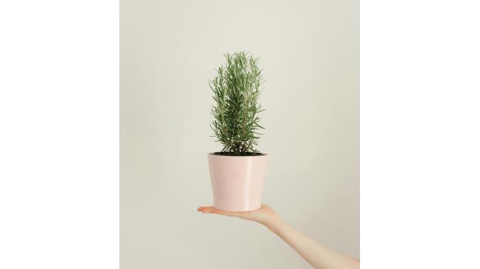 foto Alina Skazka/pexels