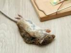 3 Cara Menghilangkan Bau Bangkai Tikus di Rumah dengan Bahan Dapur