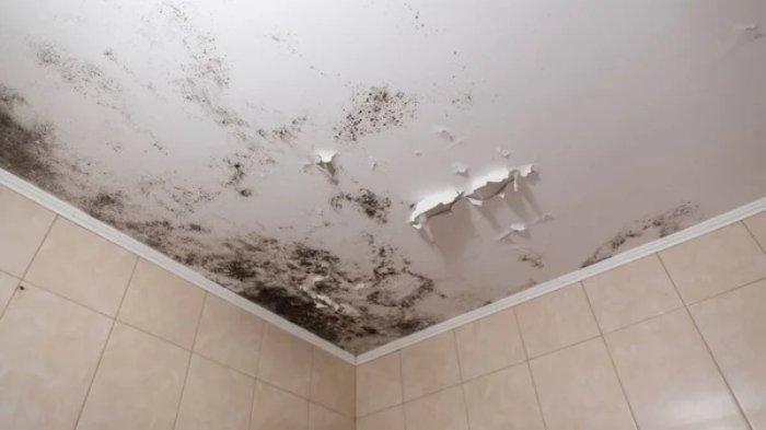4 Cara Menghilangkan Jamur Hitam di Plafon Gypsum Kamar Mandi dengan Cepat
