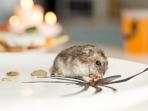 5 Cara Cegah Tikus Masuk Rumah, Jangan Sampai Curi Sisa Makanan yang Disimpan
