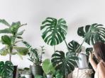 5 Rekomendasi Tanaman yang Bisa Menyegarkan Ruangan, Sejuk Tanpa AC 