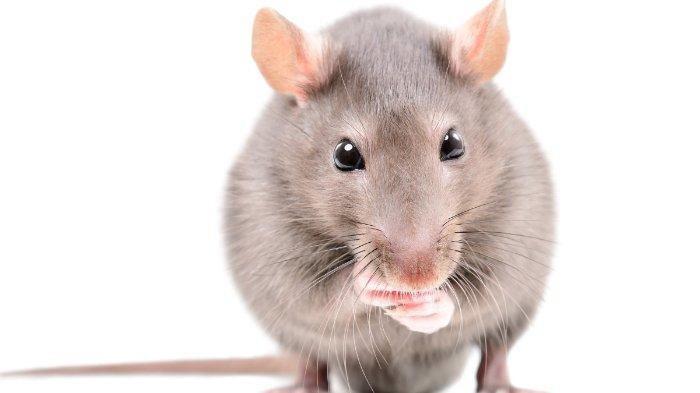 6 Cara Mengusir Tikus yang Bersarang di Atap Rumah, Mudah Banget Loh
