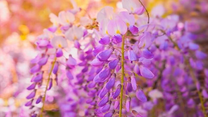 Bunga wisteria | foto ededchechine/freepik