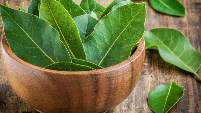 Daun salam (TribunHealth.com) 