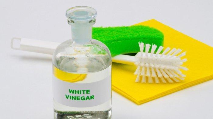 Gambar cuka (TribunBatam.id) 