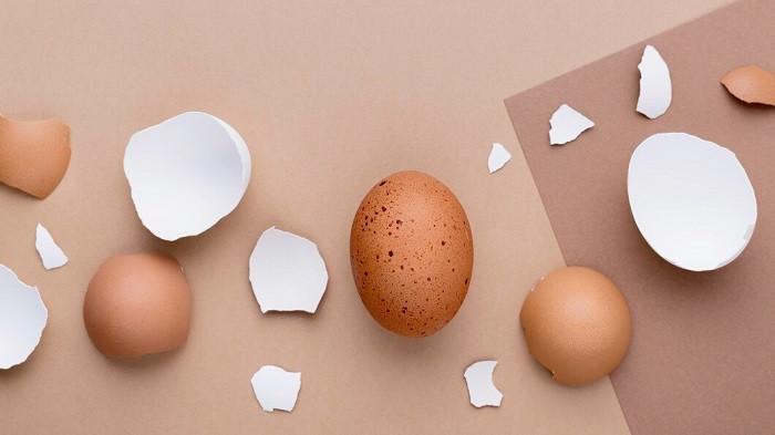 Ilustrasi cangkang telur | foto freepik
