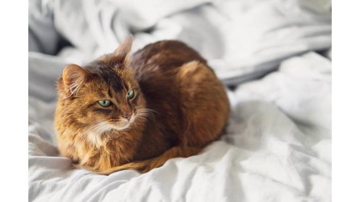 Ilustrasi kucing merupakan kelemahan dari tikus dan curut. (iStock)
