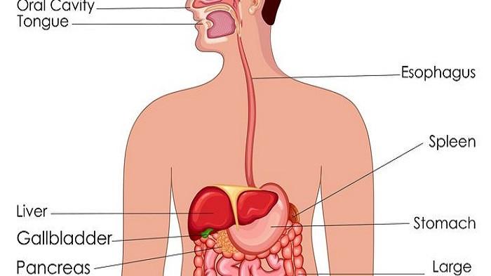 Ilustrasi sistem pencernaan (kompas.com)