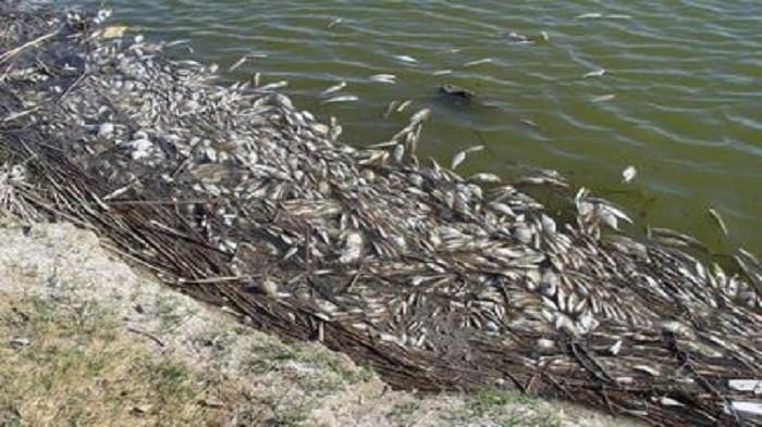 Ilustrasi toksin alga (kompas.com)