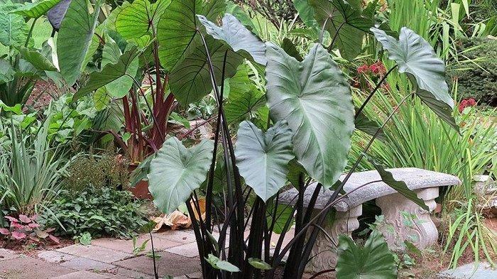 Kuping Gajah (Calathea) | TribunTangerang.com