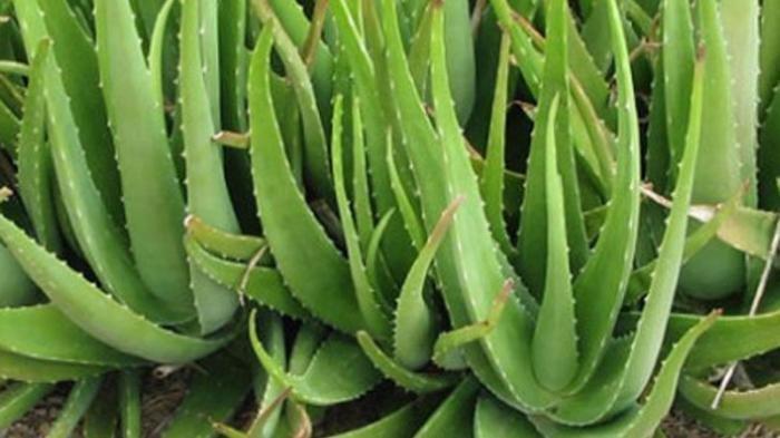 Lidah Buaya (Aloe Vera) | Tribunnews.com