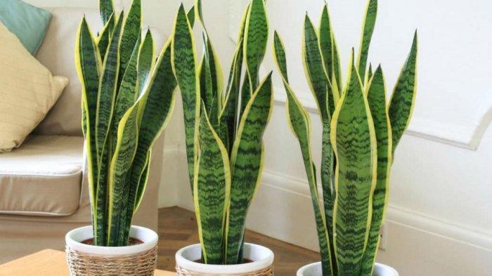 Lidah Mertua (Sansevieria) | TribunJogja.com