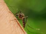 Viral Kasus DBD di Sumbawa Meningkat, Kenali Cara untuk Mengusir Nyamuk Aedes aegypti