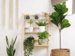 5 Tips Meletakkan Tanaman Hias Agar Terlihat Estetik di Dalam Rumah