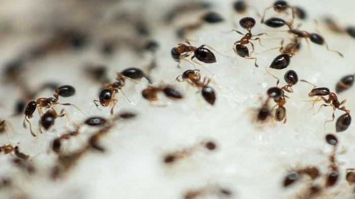 8 Merek Obat yang Efektif untuk Membasmi Semut yang Mengganggu