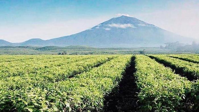 Gunung Kerinci (kompas.com)