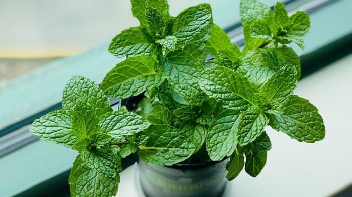 Lemon Balm (Kompas.com)